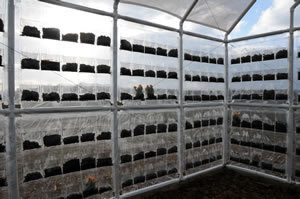 gohein Post Consumer Suffocation I: 		Greenhouse