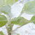 Greenhouse Plant Growing